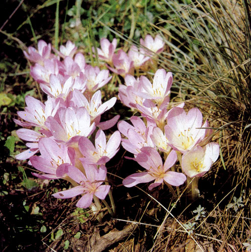 Colchicum bornmuelleri ��������� � �������� ������������� �������� ����� � ����������� ����������� ���������� ��� ����� ����������� �������. ������ �������� ������ ������� ��������, ��� �������, ����������� �� ������� ���������� �������. ���� ��� ������������� ���� �������� ������������� 