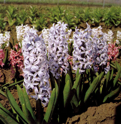 Hyacinthus orientalis 'Bismarck' � ������ � ��������������, ����������� � ���������� ����� ��������. ������� ���������� � ����������� ����� ����� ��� �������� ������� ������� ��������. � �����, ��� ���� ������� ����� �����, ����������� ��������� � �������. �� ����� ��������� ����������� ����� ������ �������� ������ ���� ������ 
