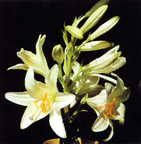 Lilium candidum ����� ����� ������ �� ��������� �����. ��� �������� ���������� � ����� � ������ �������, ���������� �� ����� �������. ������������� �������� �����, ������� � ��� ������������ ������������ ������� � �������� �������� ����� ��� ����� � ������ ����� 