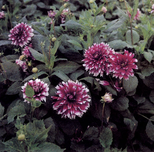 Dahlia pinnata 'Tartan' �� ��������� ����� ������ ��������� � ������ ������������ ������� 