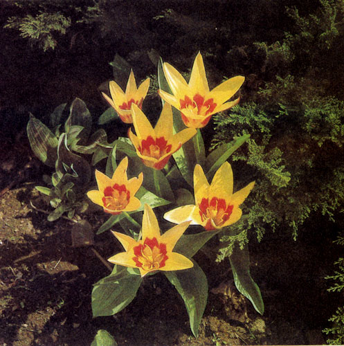 �������� Tulipa kaufmanniana, ����������� � ������ ���������, ������������ ��� ������� � ����������� � ����� �������