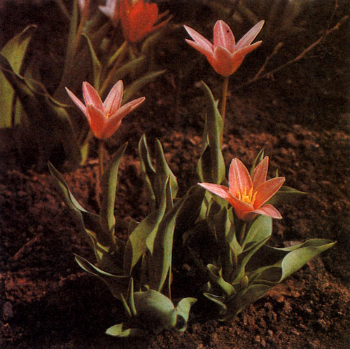 Tulipa kaufmanniana 'Heart's Delight'