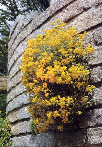 ������ ��������������� � ���, ��������� ����������� ������� (Alyssum saxatile). � ������������ �������� �� ������ �� ������, ������������� ������������ ����� ����������� �����. ��� �������� ���������� ��� ����������� � ����� ������, ����������� �� ��������� ����� � ���� �� ����������. ������� �������� ��������� �������, � ��� ������ ����� �������� ����� ������������ 