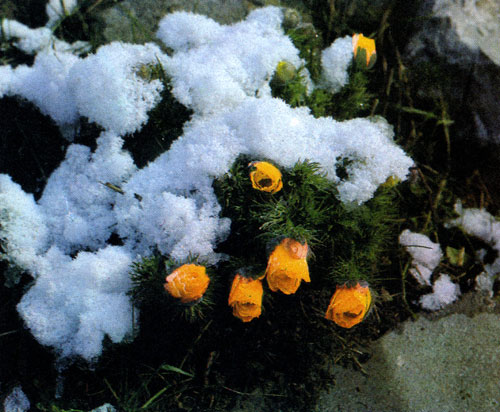 ������ �������� (Adonis vernalis) ��������� � ������ � ����� ���������� �� ���� ������������ ������. ������ ��� �������� ����� ��������� ���� ��������������� ������, �� ����� ����� ��������, ��� ����� ��������� �� ���� ����� �������. ������ ����� ����� ����������� � ������ � ������� ��������, ���, ��� ����� �������� ������� � ��� �� �� ������� ������� ���������� 