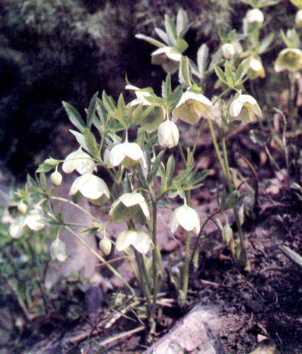 Helleborus&times;hybridus (�� ����� ������ � ������ �������) � ���������������� � ���������������� ����������� ��������, ������� ���������� �� ������ ��������� �������, �� � ������������ �������. ��� ���� �������� � ���������� 