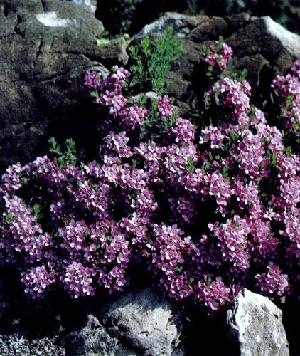 Daphne cneorum 'Major' ������ ������ �� ��������� ����� � ���� � ��������� ���� �� �����, ���������� ����� �������� �����, ������ � ������ ����������