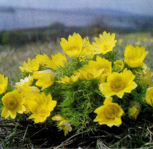 ������ �������� (Adonis vernalis) � ������������ �������� ������ �� ���������, �������� ������ �������, ��� ������� ������������� ���� ������. � ����� ��� �������� ���������� � ����������� � � ���������, �������� � ����� ������