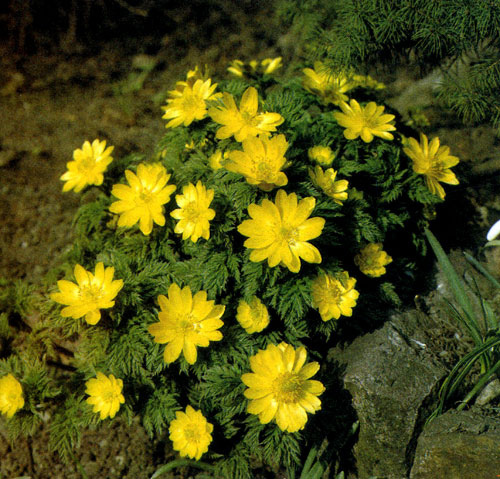 ������ �������� (Adonis amurensis) ����� �� ����������. �� ��������� ������ ������� ���������, ����� ������������ � ����������. ��� �������� ������������ ��������, ������������ ����� ����, ������ ��� � ����, �������� � ��������� ����� 