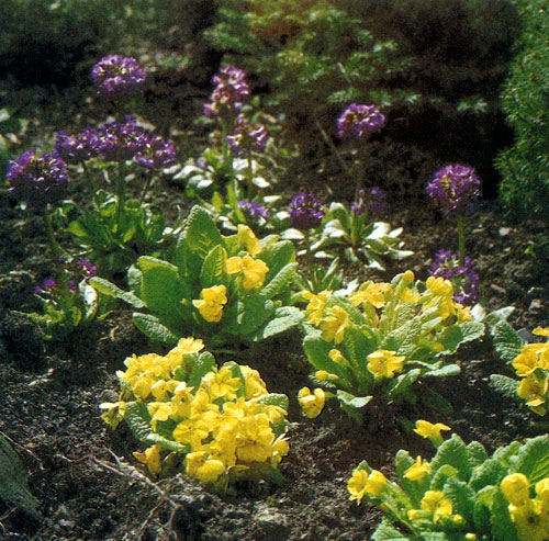  Primula denticulate (�� ������ �� ������ �����) ���������� ������������� ����������, �������������� �� �������, ������� �� 15�25 ��, ������; �� ���� �������� � �����������. �� �������� ���� Primula vulgaris � ������� ������� ����� ��������� �������������� ������ �������� ������ 