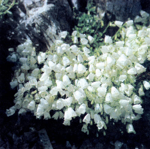 ����������� Campanula cochleariifolia 'Alba' � ���������������� ��������, ������ ������������� �� ��������� ����� � � �������� �� ���������� ��������� ������, ���������� �������. ������ �� ���������� � ���� �� ������ 