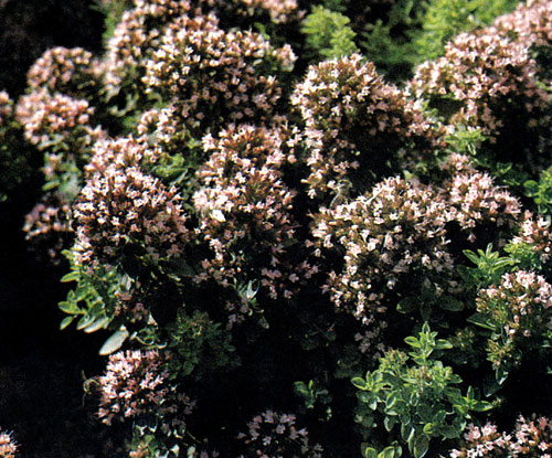 Origanum vulgare 'Compactum' � ����������� �������� ������ ������������, ��������� ��� �����������, ���������� �������� � ��������� � ��������������. �����������, ��� �������� �������� ��������. �������� ������ ���� ��������� � �� ������ ������ ������, �� ��������� � ��������� �����. ������ � �����������