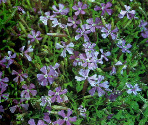Silene schafta � ��� ���� �� ��������, ������� ������� �� ������ ������ � ������� ���� (��������������). �������� ����������������, ������������ � ����������� � ����� �������; �������� �������� � ��������� � ��������� ���������� ��� ����������� 