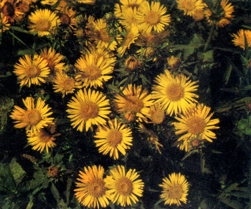 ������� � Inula ensifolia � ������� ������ � �� ����������, ������� ��� ������ � �����������, ������������� �� ��������� �������. ��� �������� ���������� ��� ��������� ������� ������ � ������������ ����������. ������� �������� ������ �������, ����������� 30 �� � ������. ������ � ����������� 