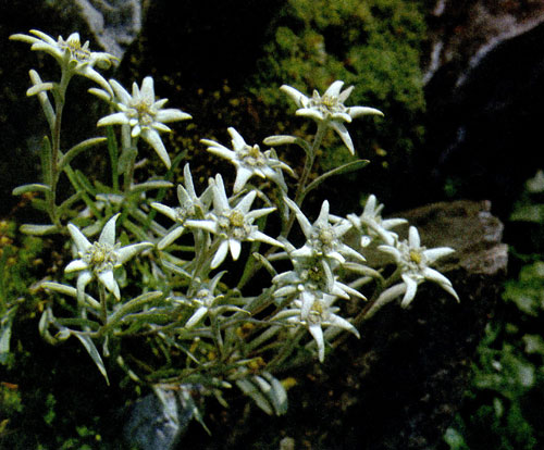 ��������� ���������� � Leontopodium alpinum � ���� �� ����� ������� ���������� ��������. ��� �������� �� ��������� ����� � ������ ������������ ���������� ����������� ����� � �������� �����. ���������� ���������� �������� ����� ���� � ������� �������. ������ ��� ����� �������� ��������� ����������� ���������� � ����� ���������� ����� 