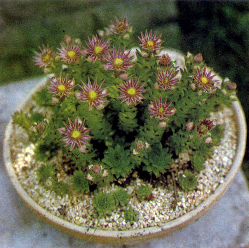 ������������ ����� � ���������� � ��� ��������� (Sempervivum) �������� �� ������� ��� �� ������� 