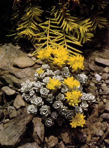 Sedum spathulifolium '���� Blanca' � ������, ������ ������ �� ��������� �����, � ������ ������������ ���������� �������� �����. ������ �� �� ��������� �������, ������ ��� � ���������� ���������. �� �������� ������ ������������, ������� �������� �����. ��� ����� � � ����������� � �� ����� ������� 