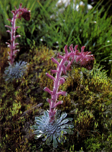 Saxifraga grisebachii (����������) ���������� � ���� �������� ������ �������� ������� � ������������ ���� ������. ��� �������� ����� ���������� � � ����� (�������) ���������� 