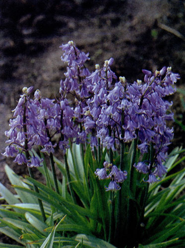 Scilla hispanica ��������� � ������ 30 ��. � ����������� �� ���������� ��� �������, ����� ��� ������� ��� ���������� �� ������� ��������. ������ � �������, ������ ����������� �� ��������� ����� � � �������� 