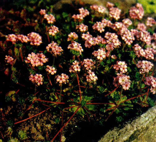 ��������� (Androsace mucronifolia) ���������� � ����������� � ����� �������. �� ��������� � ��������� ����� ��� �������� � ��������-�������� �����, ���������� ����� 
