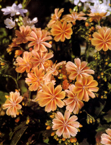 ������� (Lewisia) ��������� � ������ ������������ ��������. � ����������� �� ������� ������ � ����� ������� ����, ���������� �� ���-�������� ��� ��������� �������. �� �������� � � ����� ������. ������ � ����� ������ ��� �������� ����� ��������� � ������� �������. ����� ������ ��������� �����, �������� ����� � �����. ����� �������� ������� �������� ������� ���������, ������� ����������� �� �� ���������� ���������; � ����� ������� ��� �������� ���������� ��������� ����� �� ����� 