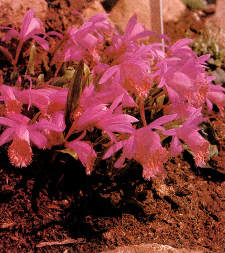 Pleione bulbocodioides � ��� �������� �������, ������� ��������� � �������. � ������� ������ �� ���������� � �����, ��������� �� ����� ��������� � �������� �����, ����� � ����� � ����������� ��������� ������ � ����������� � ������ ��������� ��� (Sphagnum). �������� ������� ����� ����� �� ������� ������, ���� �� �������� ������ ��������� ����, � ��������� � ������� �������. � ����� � � ������� ����� ������� ��������� ��� �������� ������� ��������� ���������. ��� ������� ���� ����������, ����� �������� ���� ����� ����� ������ �������� ������� ���������� ��� ������������ �����