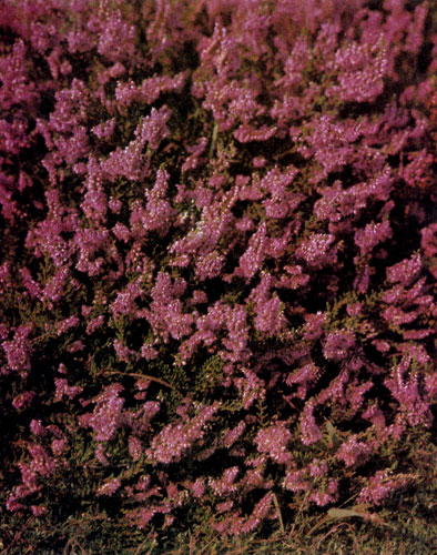 ��������� �������� ���� Calluna vulgaris ���������� �������� ���������, ������������� ��� ���� � ��������, ��� ������� ������ � ������. �� ������ ���� ������� �������� � �������� �������, ������� ������� ��� ���������� � ��� ��������� � ������������� ������ 