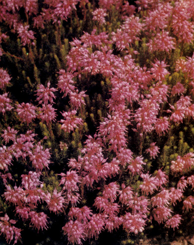 Bruckenthalia spiculifolia � ���� �� �������� ���������� ��������, �������� � �����������. �� ����� ����� �� �������, ��� � �����. ��� �������� �� ���������� ��������, � � ����� �������� ������ �� ���� ��� ������� �������� �� �������