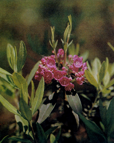 Kalmia angustifolia ��������� � ��� ���������, ������� ������� � ����� ����� ������� ����������. ��� ������� ��� �����������, ���������� ��������, ��������� ������� ������������� � � �������� ���������� � ������� ��������. ������� ������ ����������� � �� ��������� �����, ���� ����� ������ ������. ����� ��� � �������. ����� �� �������� �� ���������� �������� � � ������������� ������� 