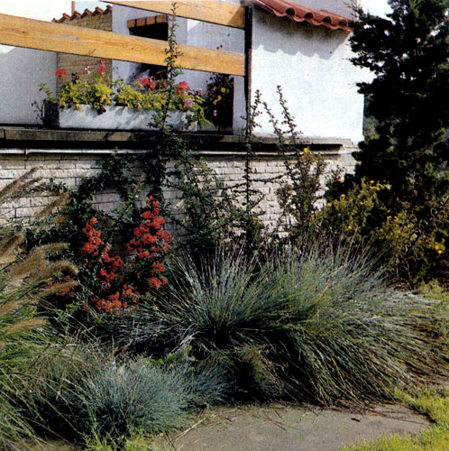 Helictotrichon sempervirens ��� ��, ��� � Festuca glauca, ���������� ���������� ����������-����� ��������. ��� �������� ������������� � ��������� Pennisetum japonicum (�����) � ������ ������� ������� ��������� (Pyracantha coccinea) �� ������ ����� 