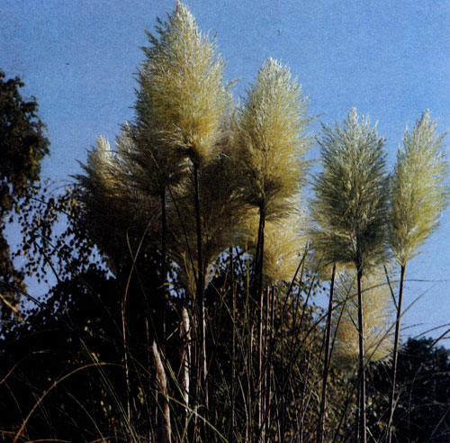  � ���� ������ �������� ����� ���������� �������� ����� ����������� �������� Cortaderia selloana. �� ���� ����� ������ ��� ��������� ��������. ����� ��� ��������� � ����� ����� � ����� ��������� ������ ����������� 