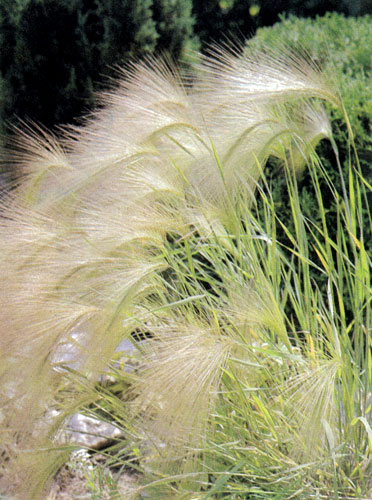 Hordeum jubatum � ����������� ��������, ������� �������� ��� ����������. ��� ����� ���������� ������������ �� ������ �������, � ����� � ������ ������������� 