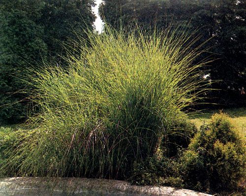 Miscanthus sinensis 'Gracillimus' ������� ������ ���. ��� �������� ���������� � ��� ���������, � ��� ��������� �������. ��� ������ �������� ����� �������� � ����������� 