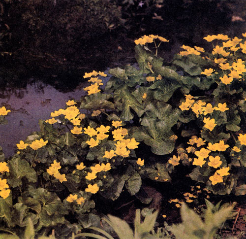 ��������� �������� (Caltha palustris) ������ �����, ��� � ������ �� ��������� ���� �������� �����. ������� ����� �������� � ����� ����� �� ������ ���� ��������� ����� 