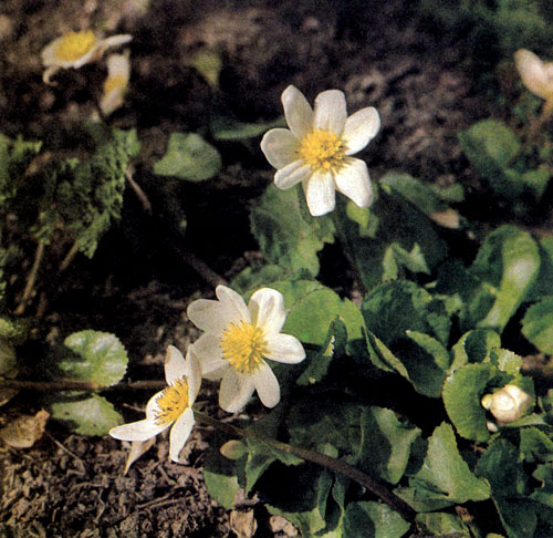 Caltha palustris 'Alba' � ��������� �������� � ������ ������� ����� � ��������. � ����� ��� ������������ ��� ��, ��� � �. palustris; ��� �� ����� ������� ��������, ��� ���������� ����� ������� �������� � �������� ������ ������ 