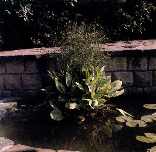 ������� �������������� (Alisma plantago-aquatica) ������ � ��� ������, ��� ������� ���� ���������� � �������� 10�20 ��. ����� ����� ��� ���� ��������� � ��������� ������, �� ����� ������� ����������� � � ��������, ����������, � ���� �� ��������, ��������� ���� ������ �� ������