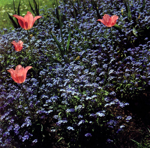 ��������� ����� ������ �� ����� ��������. Myosotis palustris � ��� ���� ���������� �������� ��������, ��� ����� � � ������ � ��������. �� ���� � ����� ����, ������� ����� � ������� ������������ ��� ������� ����� �������� ��������, ��� ���� �� ������������� ����� ������. �� ������ �� ������ ������� �. alpestris, ���������� �������� ���������� 