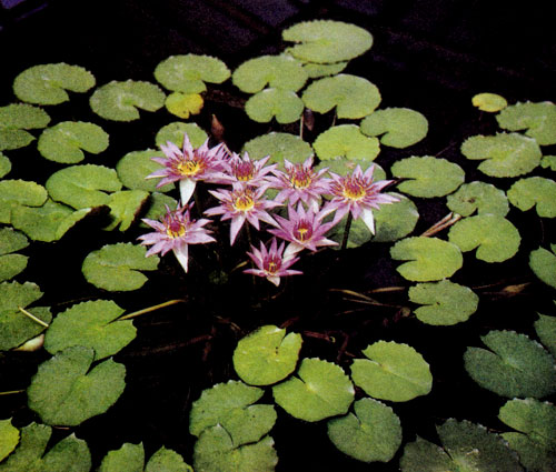 Nymphaea colorata � ��� ������������ ��������, ���, ��� ��� �� ��������, ������� ����� 