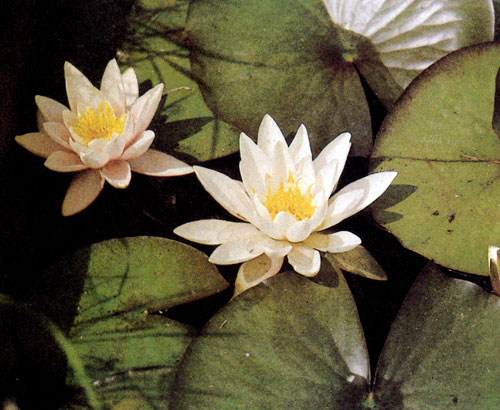 ����� �������� (Nymphaea alba) ��������� � ����� �������� ����, � ������� �� ����� ������ ������ ���, ��� ���� ���� �� ����� 80 ��. ������ ����� �������� � ���� �� ������� 