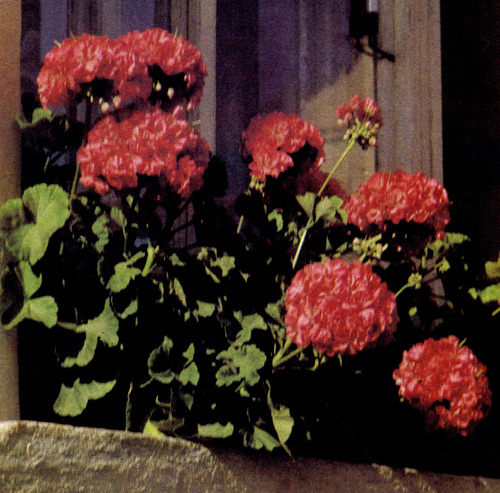  ��� Pelargonium zonale ����� ����� ������ � ��������� �������� ������. ��� ��� ����� ��������� �������� ����� � �������� �����. ����� ��� ���������� ������ �����������, �� ���������� ��������� ��� ��������, � �� ���� ��������� � ������� ��������� � ������������ ������� � �������� 6�10 ��. �������� ��� � ���� ������ �� ������ ��������� �������� 