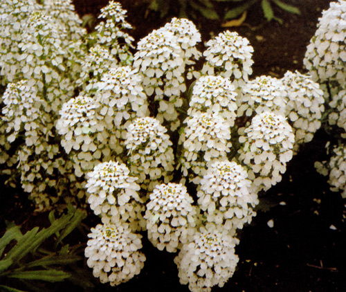 Iberis amara ���������� �� ��������������� ����� ������ ������, ��� ��� ������ ��� �������� � ��������. ��� ����� ������������� � �������, ������� ������� ������������ ������������� 