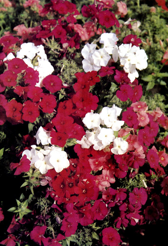 Phlox drummondii ������������ ������ ������� ����� �����. � ����� ���� ���� � �����������, � ����� ������� �����, � ��� ��� ���������� ����� �������� ������ 