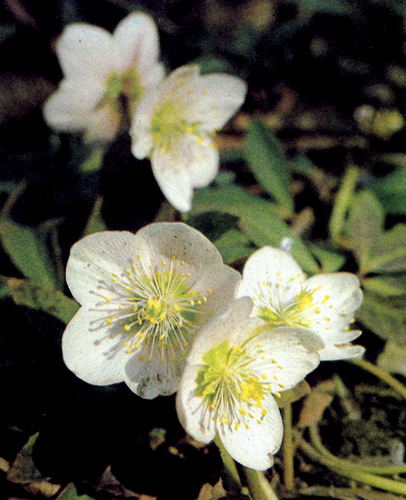Helleborus niger � �����������, ������� ������������ ��� ��������� �����. ��� ������ � � �������� ������, � � ������������� ������� ��� �������� � ������� ��������� 