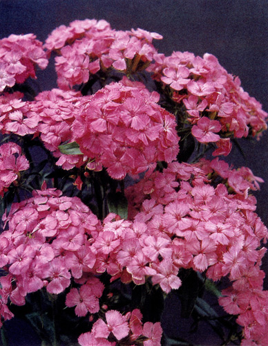 Dianthus barbatus ���������� � ���������� �������� ���������. ��� ������ ��� ������������ ��� ��������� ��������. �� ����� �������. ��� ����� ���������� ������� ��������� � ��������� 