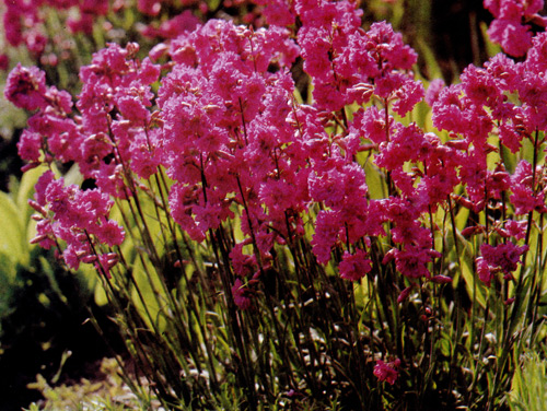 Lychnis viscaria ���������� ��� ��������� �������, �����������, ���������. � ���������� � ���������� ��������������, ��������, Veronica austriaca 'Shirley Blue', Aster tongolensis 'Wartburgstern', Cerastium columnae, ����� �������� ����� ��������� �������� ��������� 