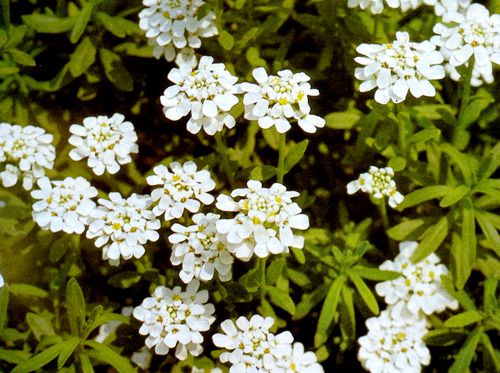  Iberis sempervirens ��������� � ����� ������ ����������� ������������ ������������� ������������� �����. ��� ���������������� �������� ������� ��� �����������, ����-�����������, ������������� ������� � �. �. 