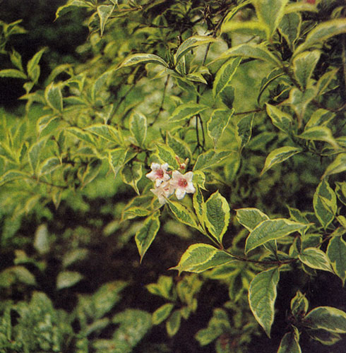 Weigela florida 'Variegata' � ���������� �������� �������� ��������� � �������������� �������� � ������ ����������. �������� �������������� �� �������, �������� ����� ���������� ����������. ����� �� ������ � � ������� ����������, �� ����� ���������� �������� �� �������