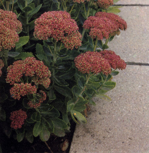 Sedum spectabile 'Brillant' - �������� ���� ������ ������� � ����-������� ������� � ����������� ������� �������-������� ������ � ���� ��������. ������ �����, ������ ��������, ������������ ��� ��������� ��������, ��� � � �������� � � ������� ������������ �������� ����