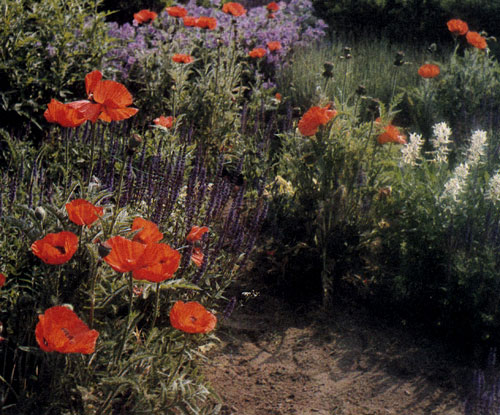 Papaver orientate ������� ������� ������������� �������������� ������� ������ ��������� ������� ������. � ����������� ����� � �� ��������� ������� ���� ����������� ������������ ��� ������� ����� ����� ��� ������. ������ ��� ���������� ��� � ������� � ���������� � ������ (Iris&times;barbata), ������� (Lupinus), ������������ (Delphinium) � ������� (Salvia nemorosa)