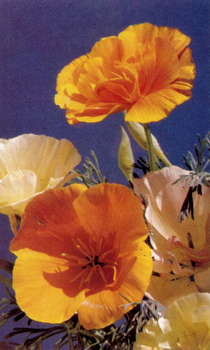�������������� �������� (Eschscholtzia californica) ����� ������� ����������  - � ���������� �������� � � ������� � ����������, ����� �������, �� ������. Ÿ ����� ������������ � ��� ������ 