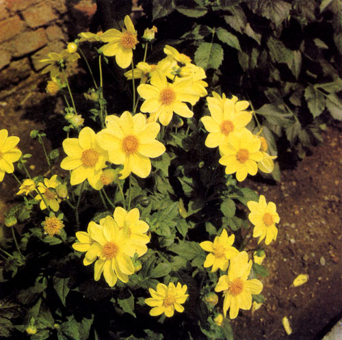 Dahlia pinnata � ������� ������� ��������� � ������ ������� � �������� ������� 